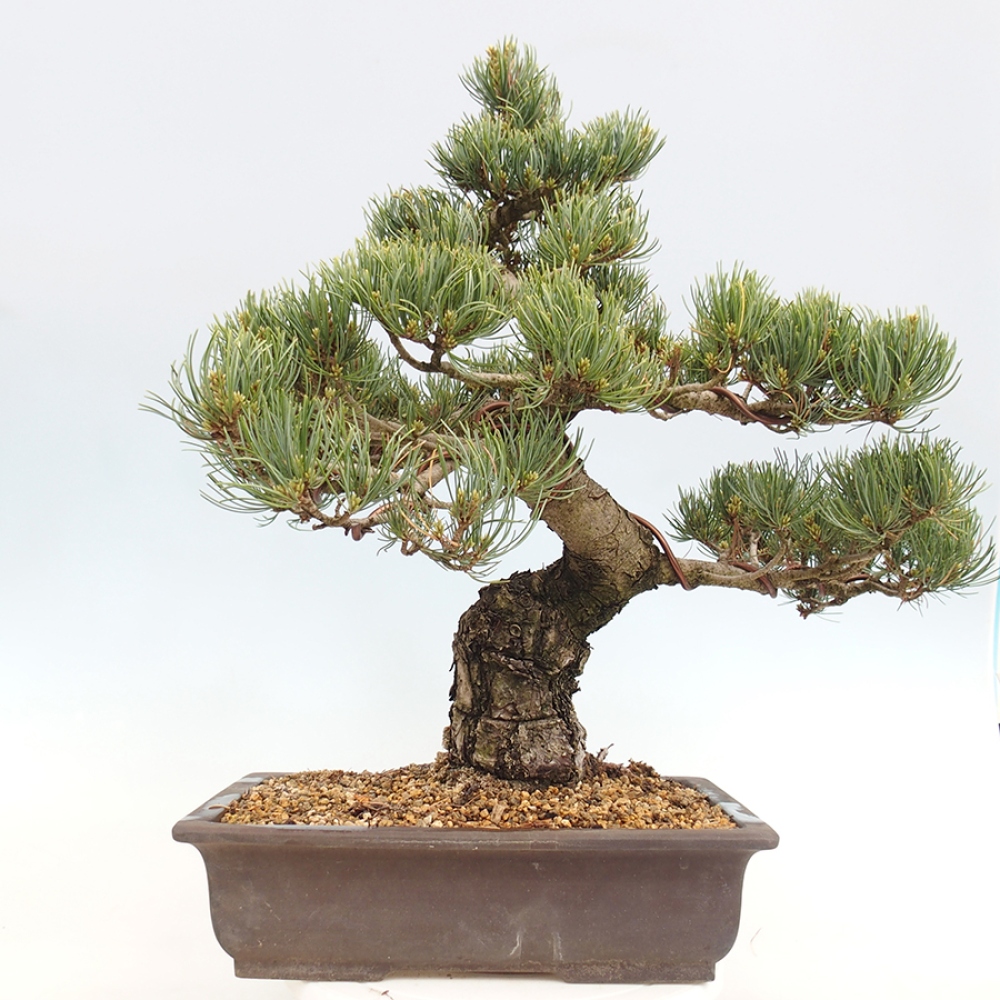 Bonsaï d'extérieur - Pinus parviflora - Pinus parviflora
