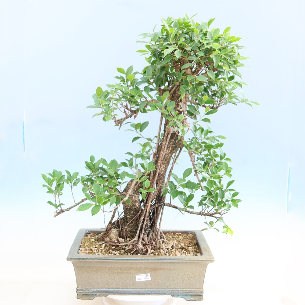 Salle bonsaï - Ficus kimmen - ficus à petites feuilles