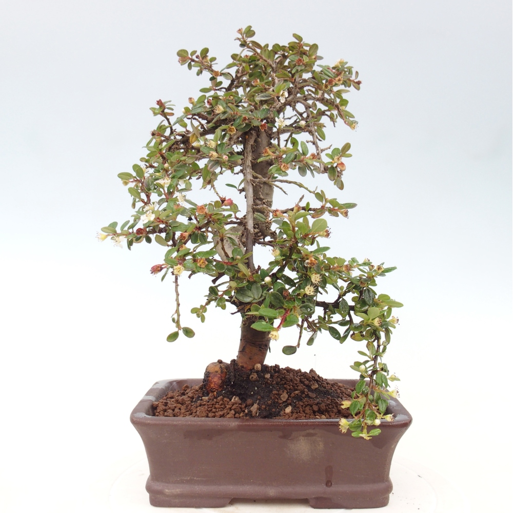 Bonsaï d'extérieur-Cotoneaster dammeri - Damer's Rock