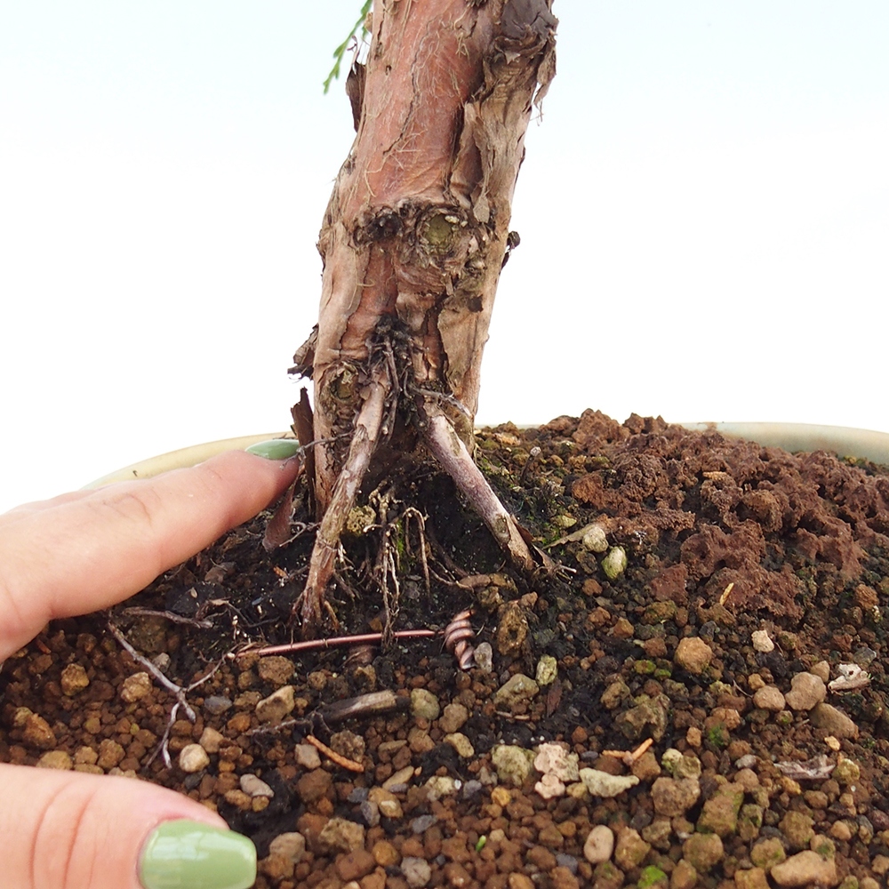 Bonsaï d'extérieur - Juniperus chinensis Kishu