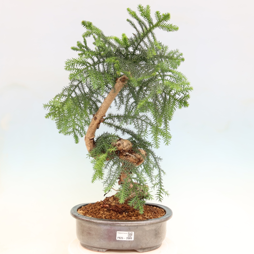 Bonsaï de chambre - Araucaria - épicéa de chambre