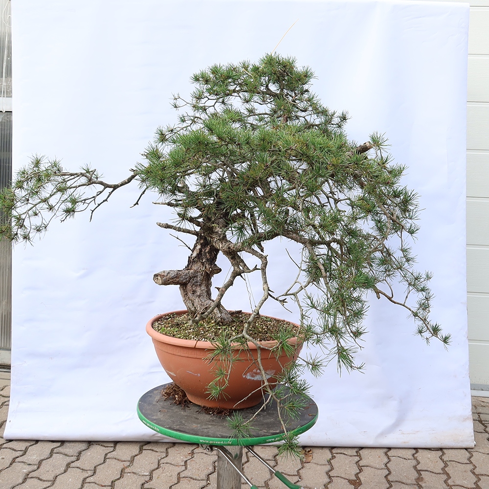 Pinus sylvestris Espagne - pin sylvestre