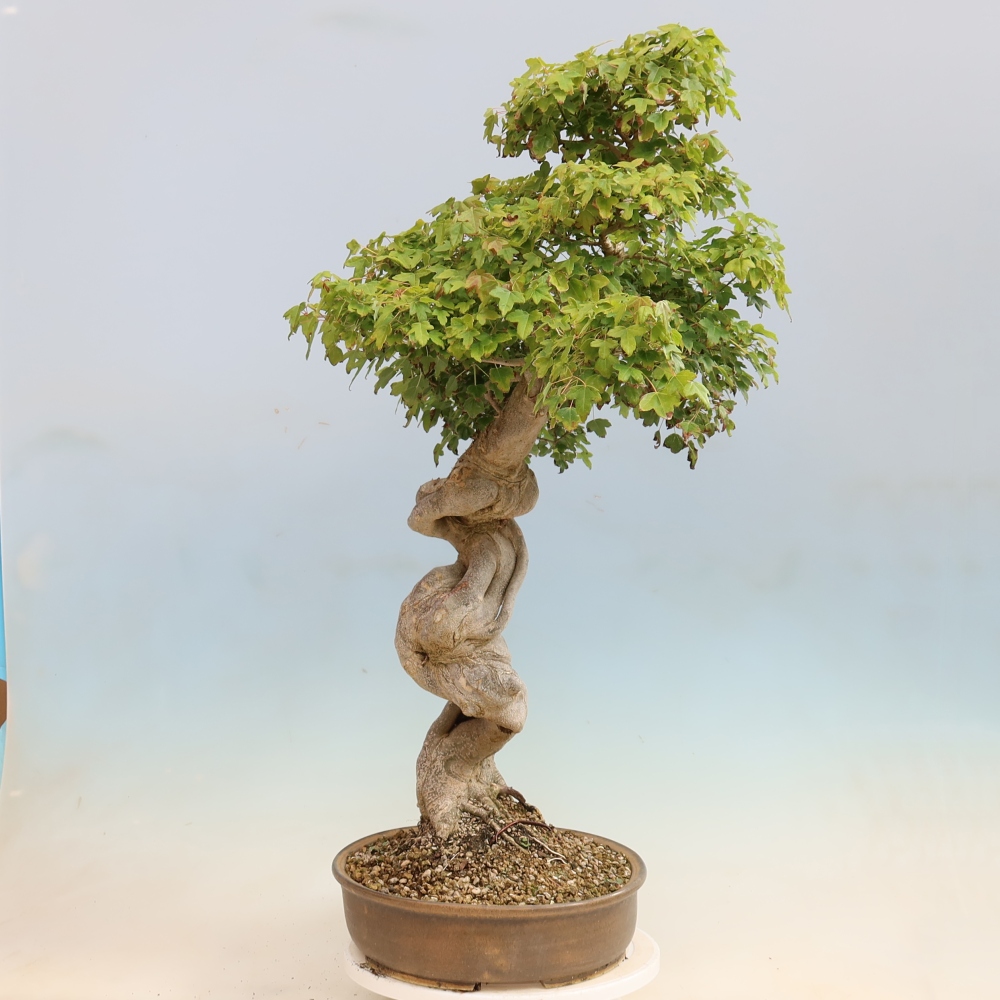 Bonsaï d'extérieur - Acer Buergerianum - Burger Maple