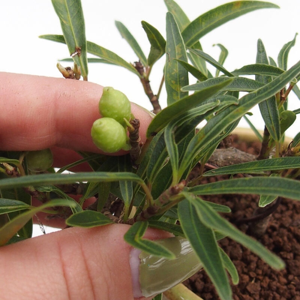 Salle bonsaï - Ficus nerifolia - ficus à petites feuilles