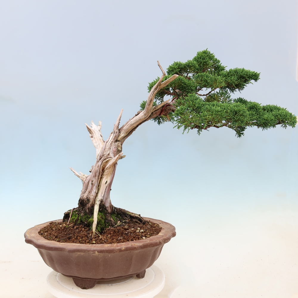 Bonsaï d'extérieur - Juniperus chinensis Kishu