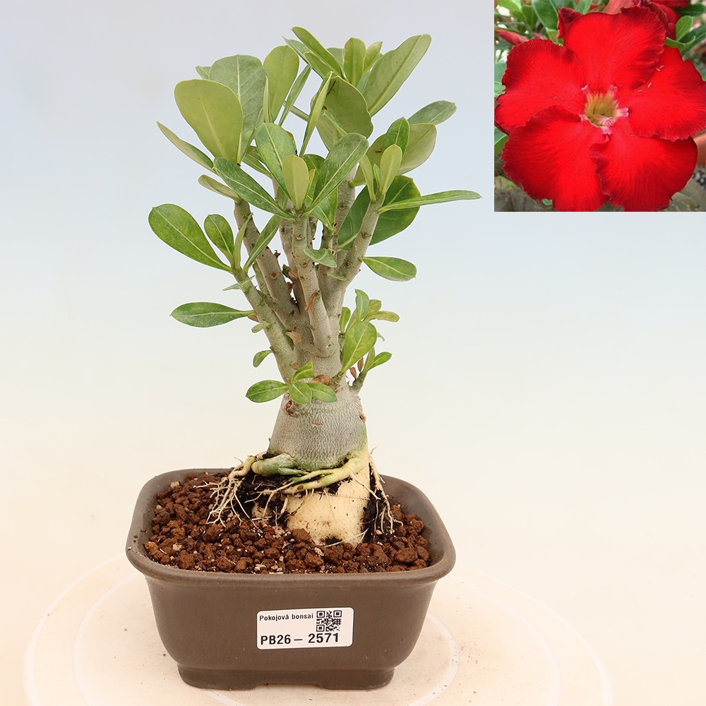 Bonsaï d'intérieur - Adenium obesum Red Star - Rose du désert