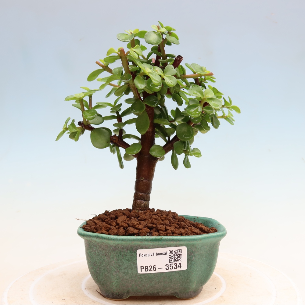 Bonsaï de chambre - Portulakaria Afra - Tlustice