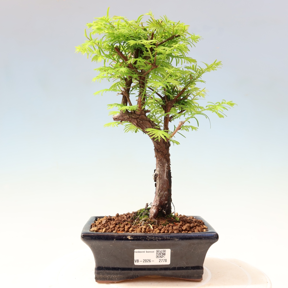 Bonsaï d'extérieur - Metasequoia glyptostroboides - Metasequoia chinois