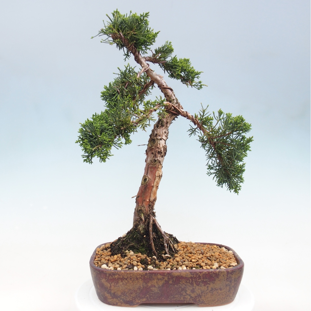 Bonsaï d'extérieur - Juniperus chinensis Kishu