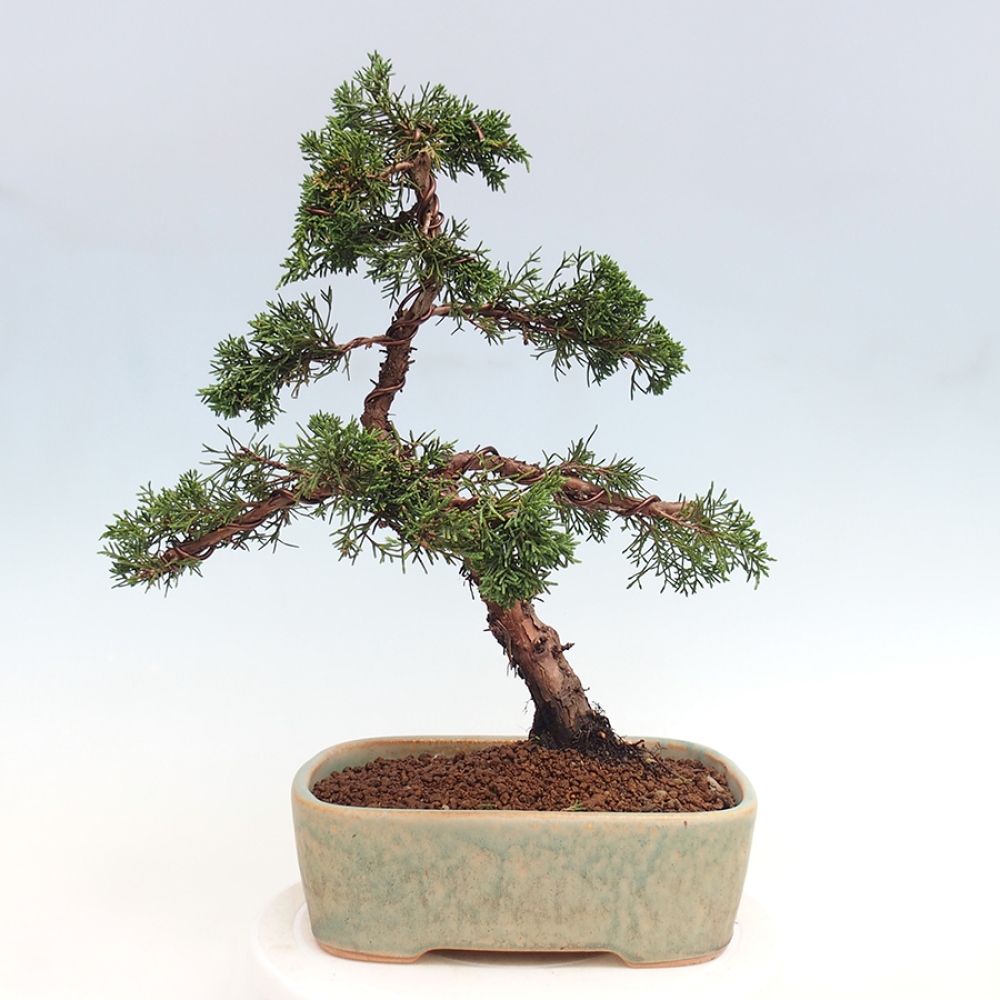Bonsaï d'extérieur - Juniperus chinensis Kishu