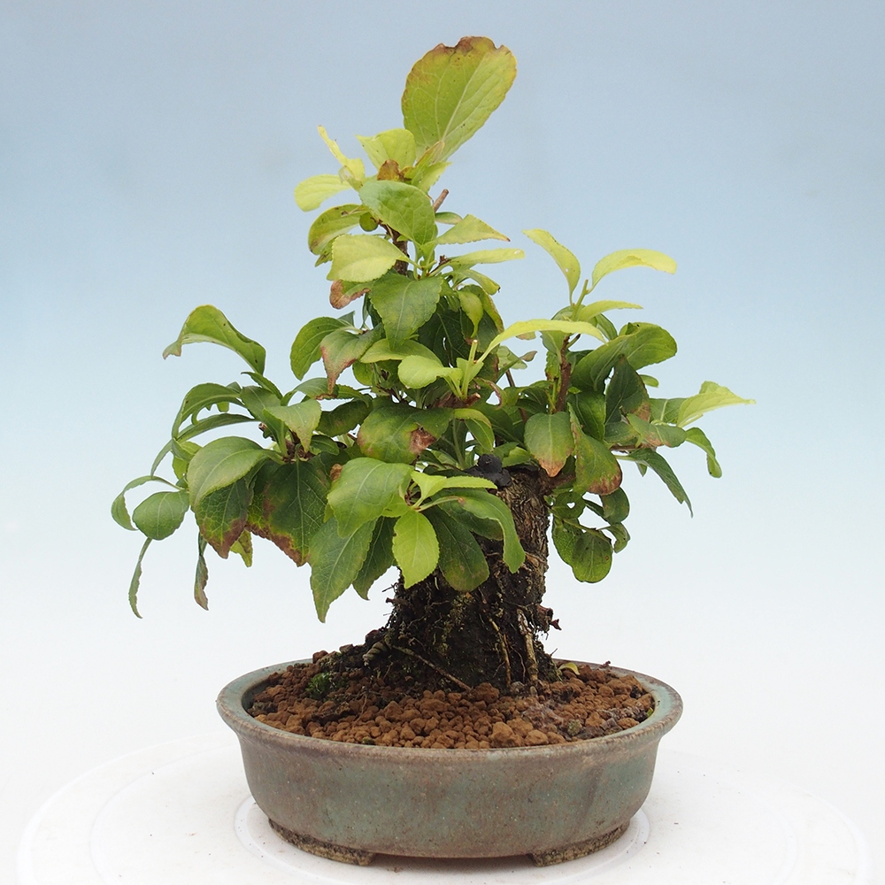 Bonsaï d'extérieur - Celastrus orbiculatus