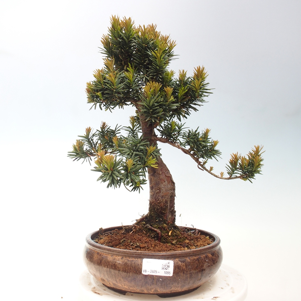 Bonsaï d'extérieur - Taxus cuspidata - If japonais