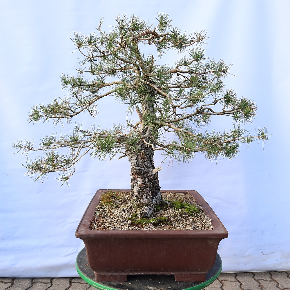 Pinus sylvestris Espagne - pin sylvestre
