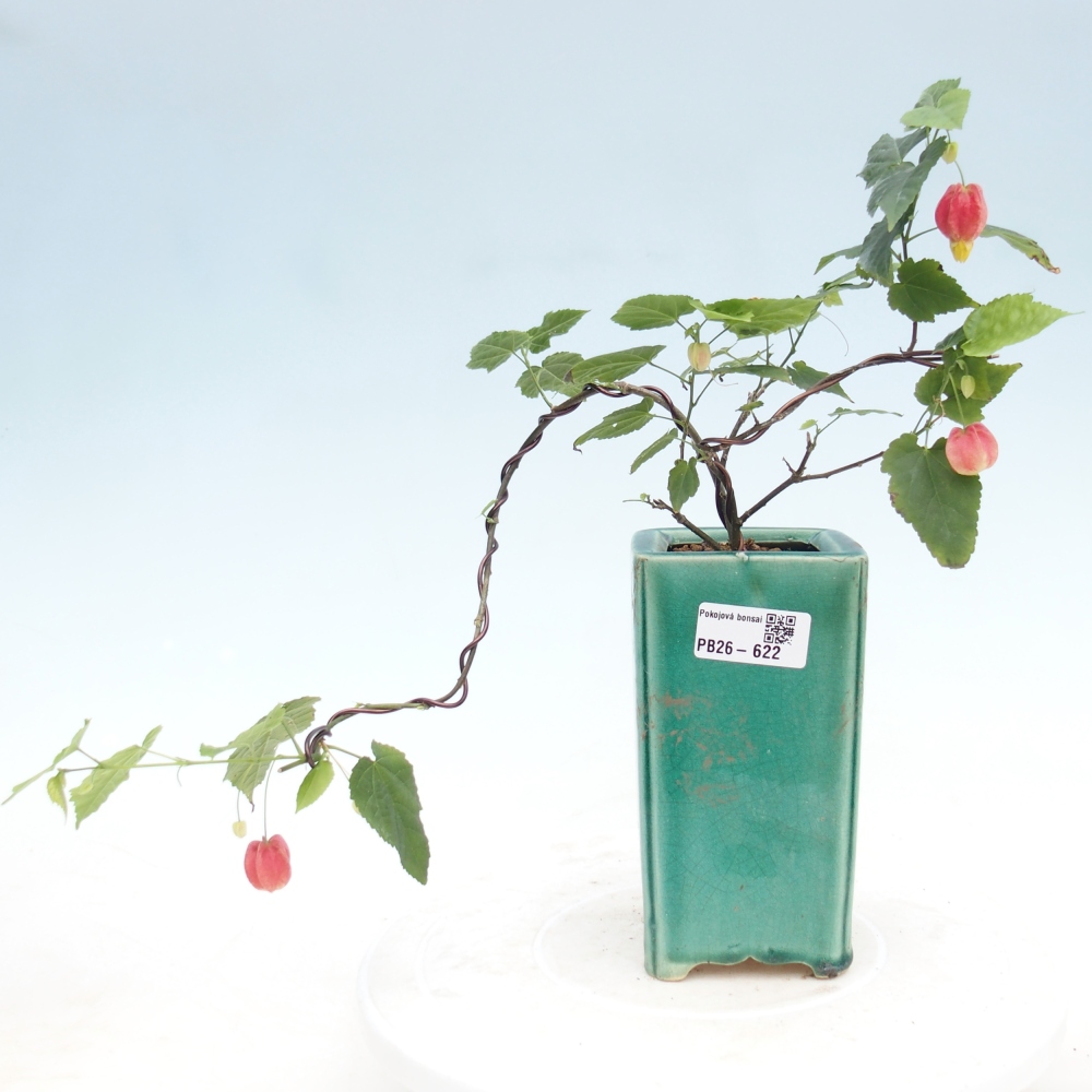Bonsaï d'intérieur - Abutilon Big Bell - Cloudberry