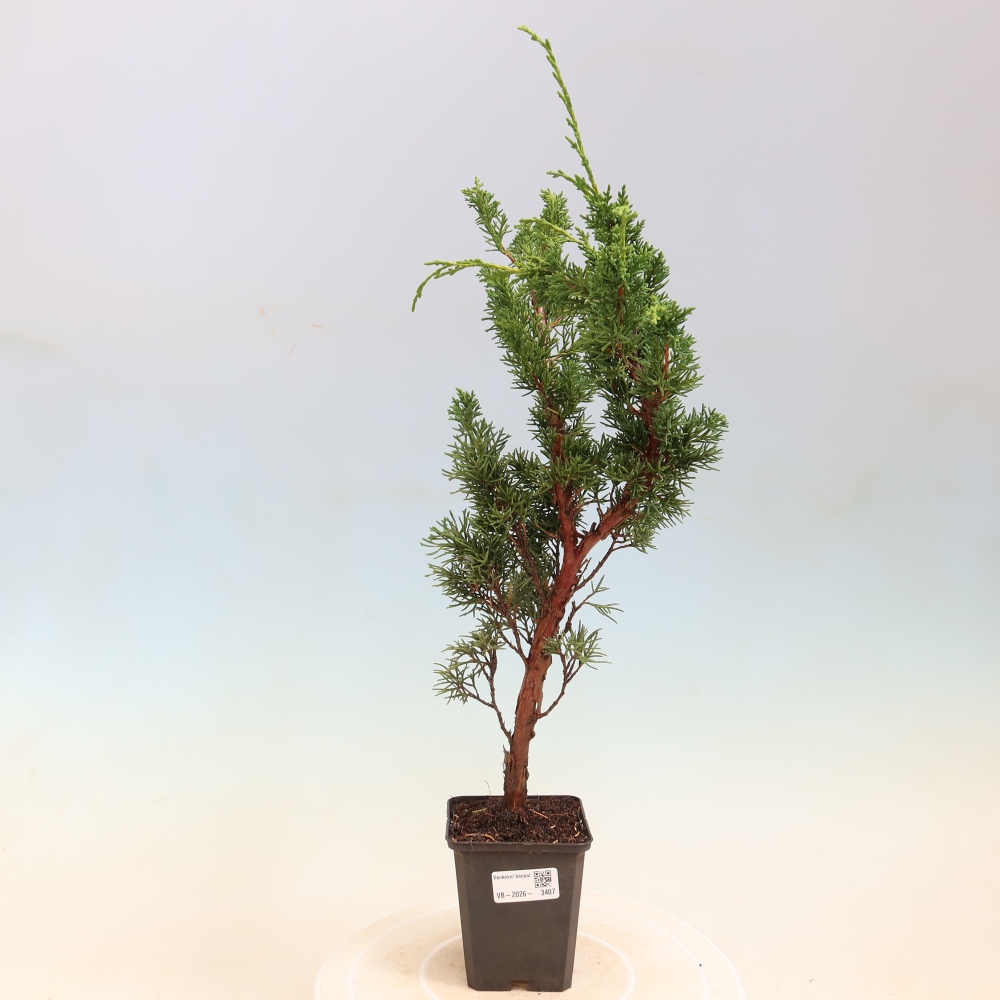Bonsaï d'extérieur - Juniperus chinensis Kishu