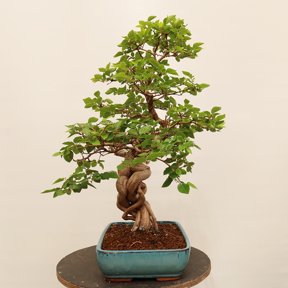 Bonsaï d'extérieur -Carpinus Coreana - Charme de Corée