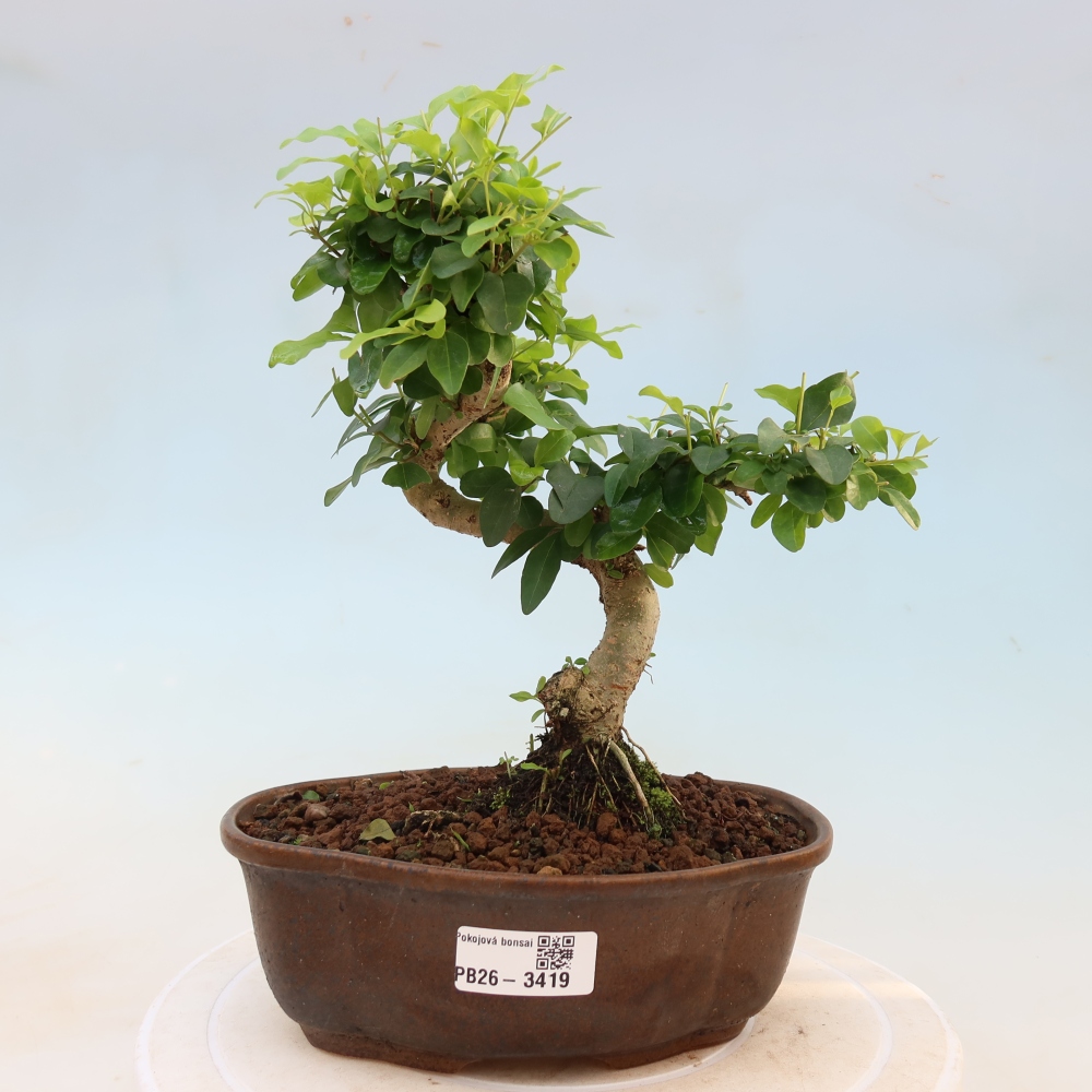 Bonsaï de chambre -Ligustrum chinensis - Bec d'oiseau