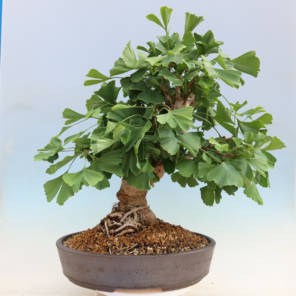 Bonsaïs d'extérieur - Ginkgo biloba - Ginkgo biloba