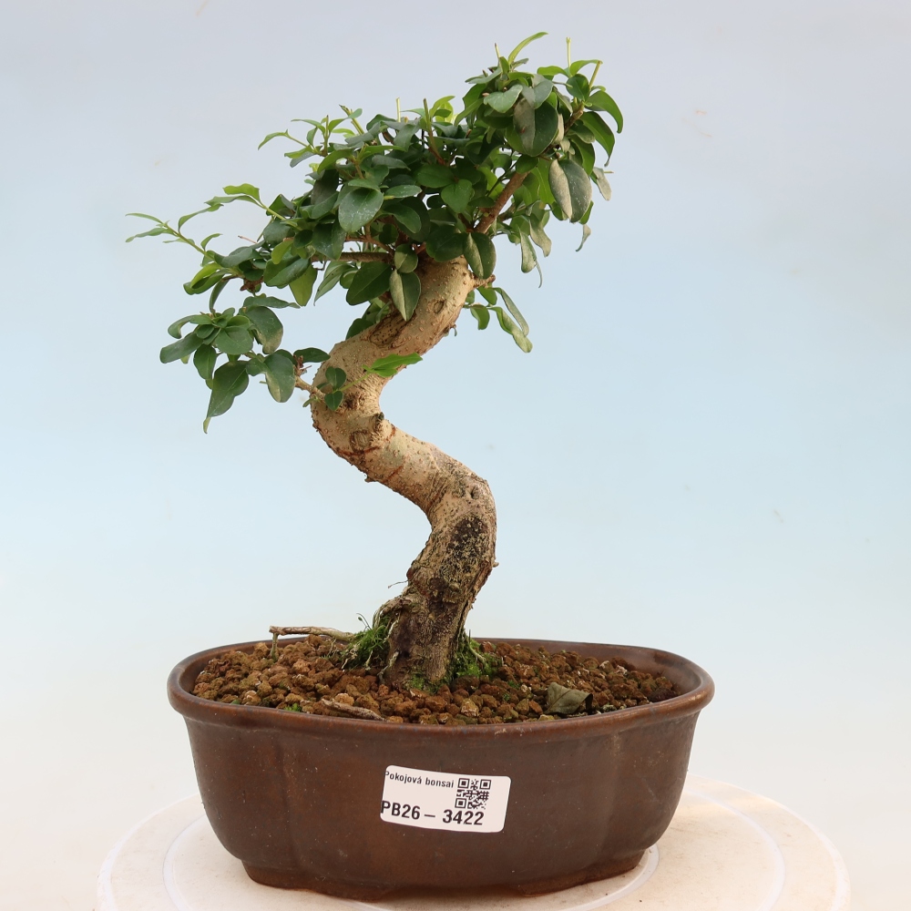 Bonsaï de chambre -Ligustrum chinensis - Bec d'oiseau