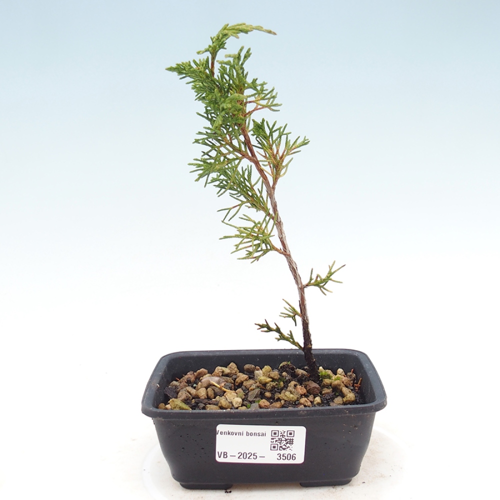 Bonsaï d'extérieur - Juniperus chinensis Itoigawa