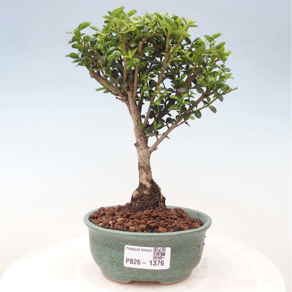 Bonsaï de chambre - Ilex crenata - Houx