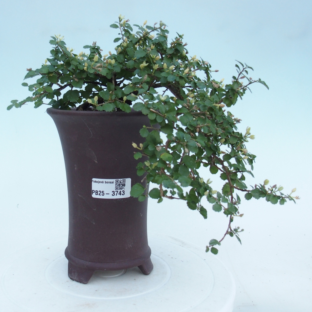 Bonsaï de chambre - Grewia sp. - Grewia malafolia