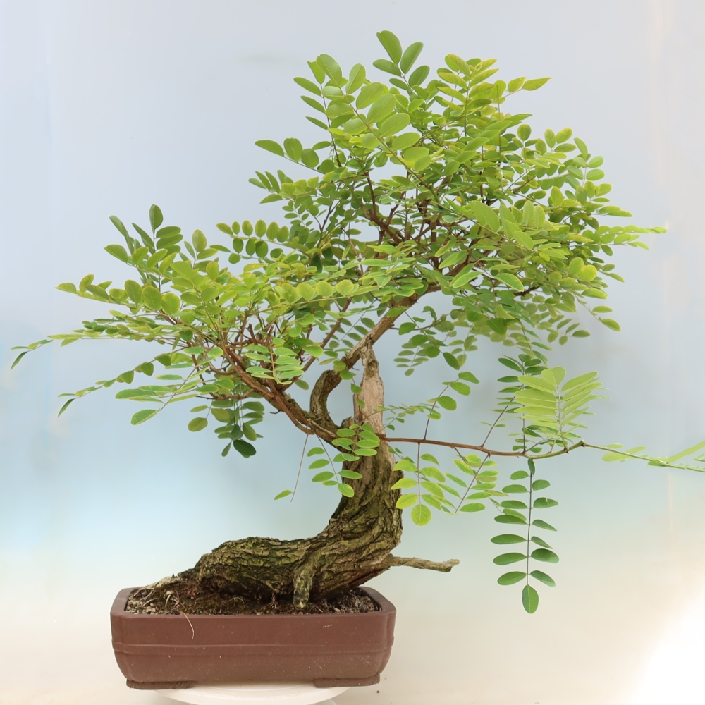 Bonsaï d'extérieur - Acacia épineux - Robinia pseudoacacia
