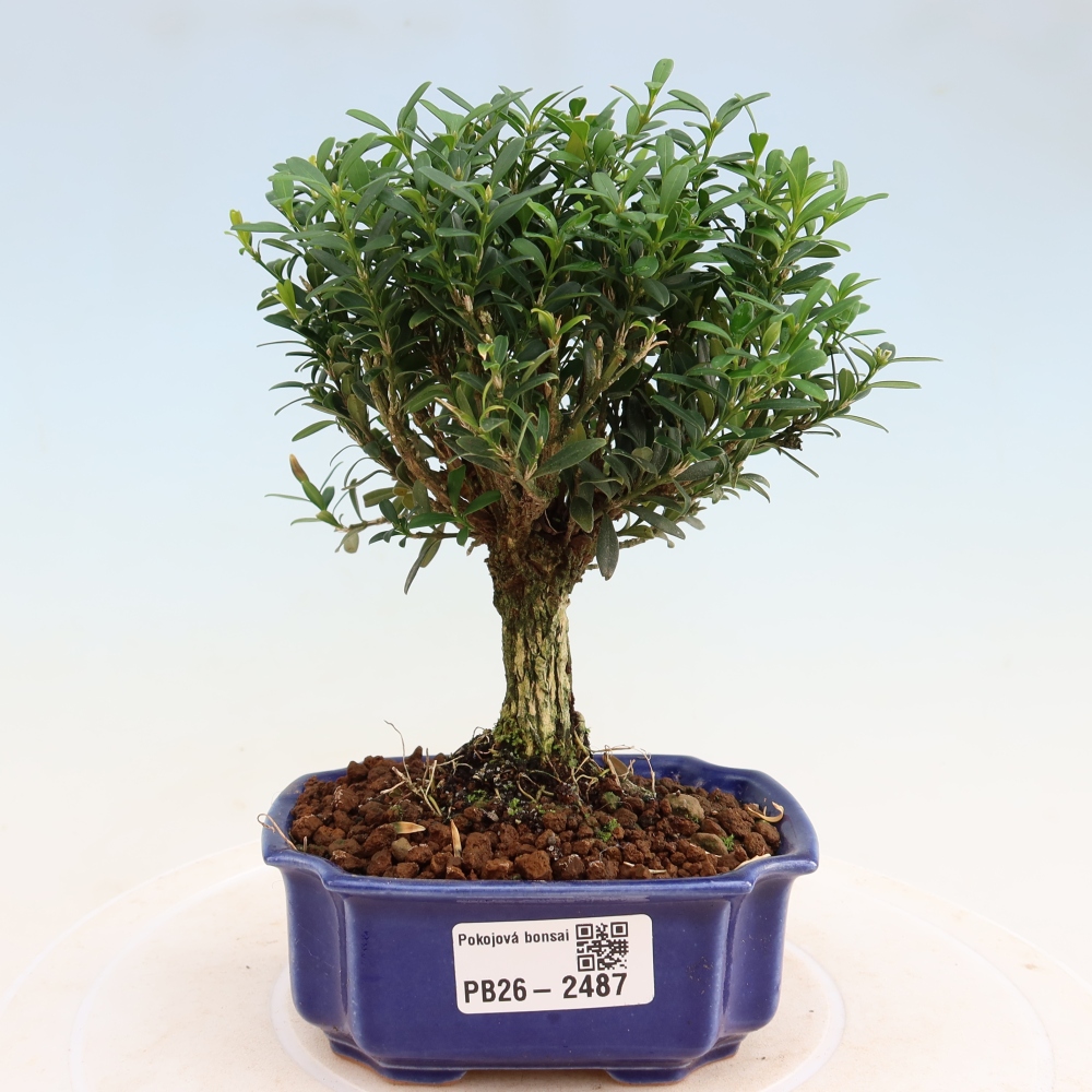 Bonsaï de chambre - Buxus harlandii - buxus liège