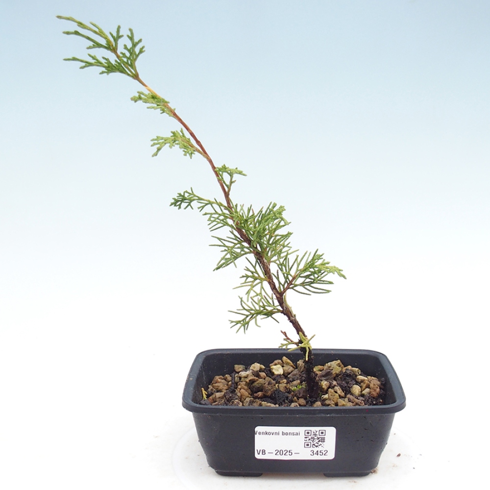 Bonsaï d'extérieur - Juniperus chinensis Itoigawa