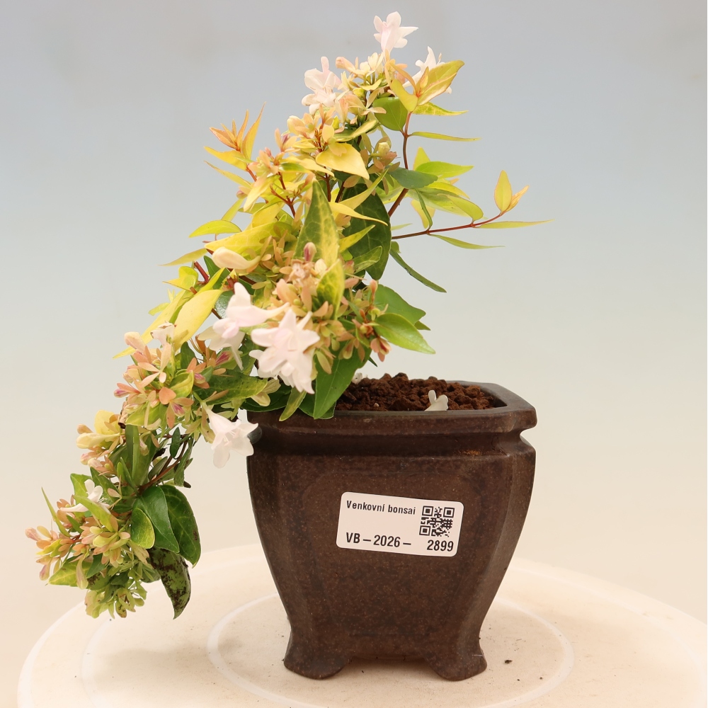 Bonsaï d'extérieur - Abelia gr. Kleidoscope - Abélie à grandes fleurs