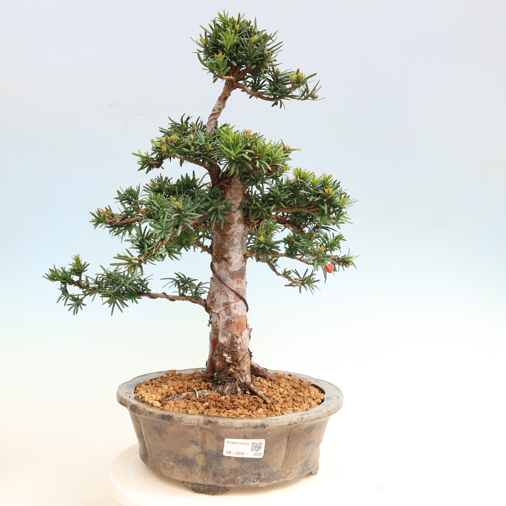 Bonsaï d'extérieur - Taxus cuspidata - If japonais