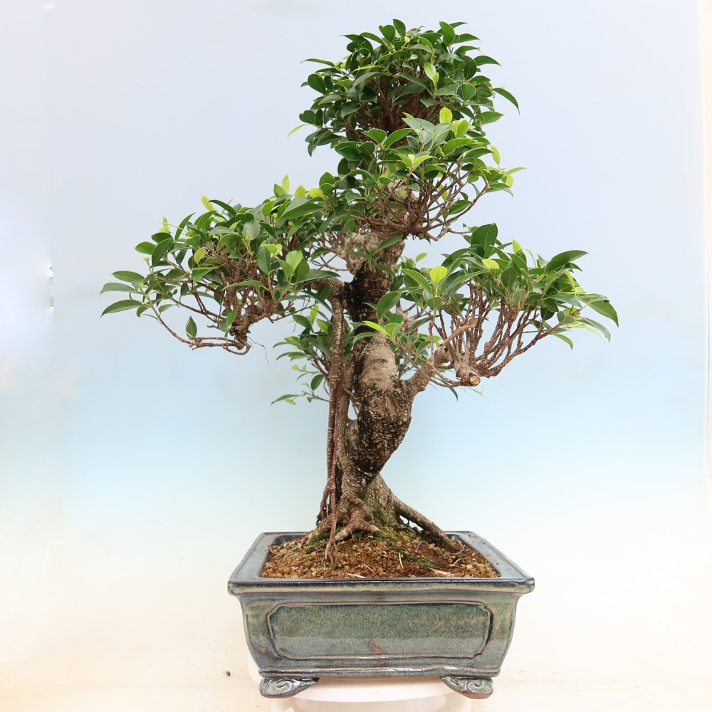 Salle bonsaï - Ficus kimmen - ficus à petites feuilles