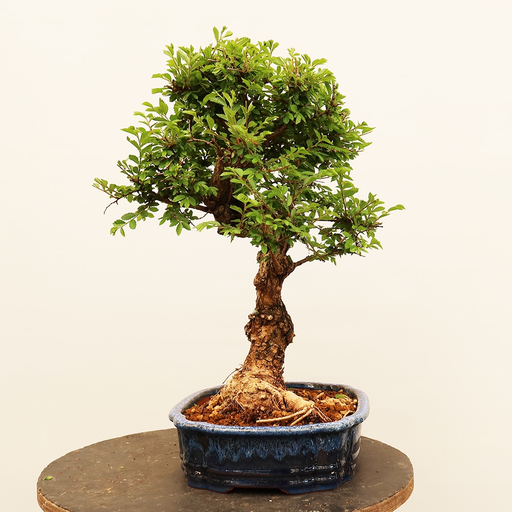 Bonsaï d'extérieur - Zelkova - Zelkova NIRE