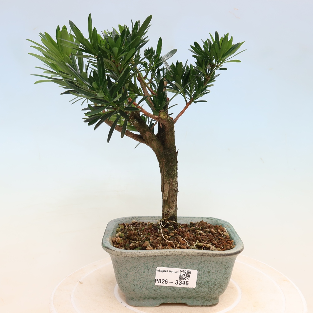 Salle bonsaï - Podocarpus - If en pierre