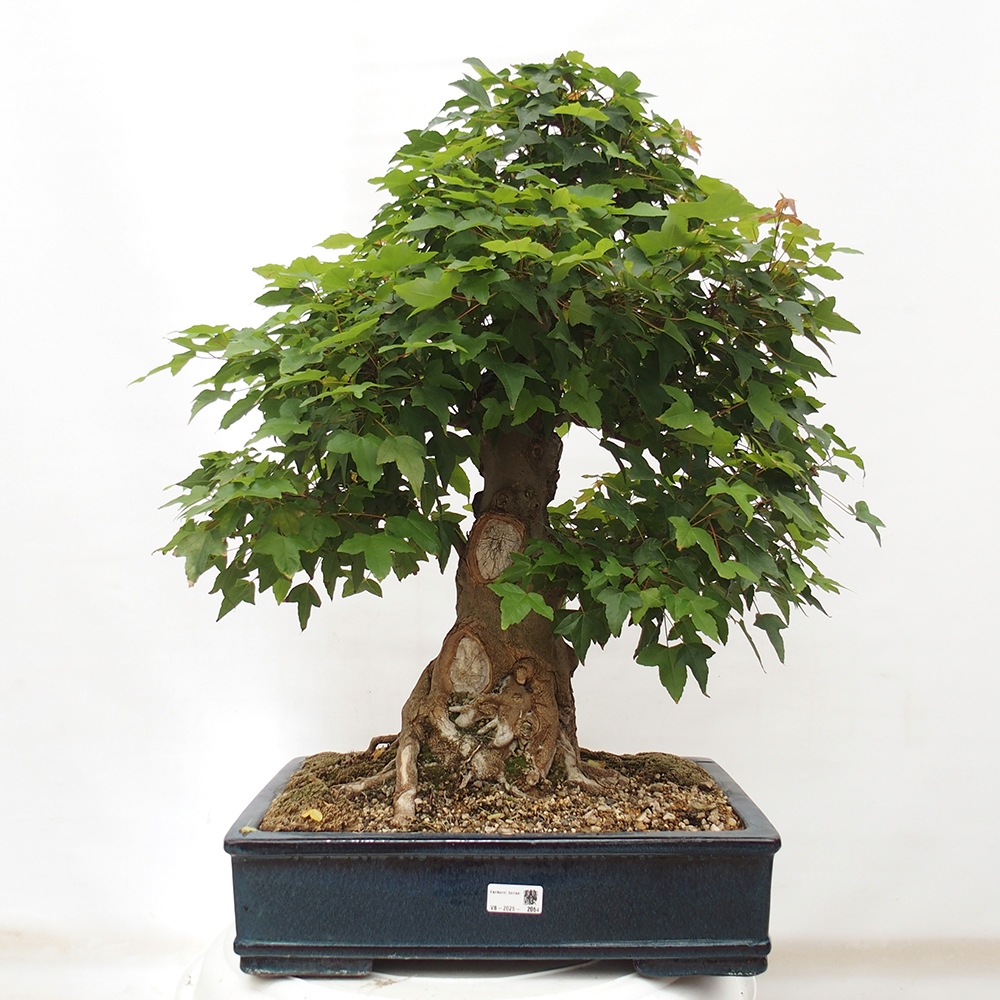Bonsaï d'extérieur - Acer Buergerianum - Burger Maple
