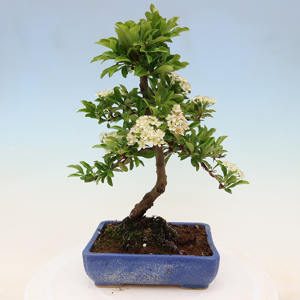Bonsaï d'extérieur - Pyracantha teton - Pyracantha
