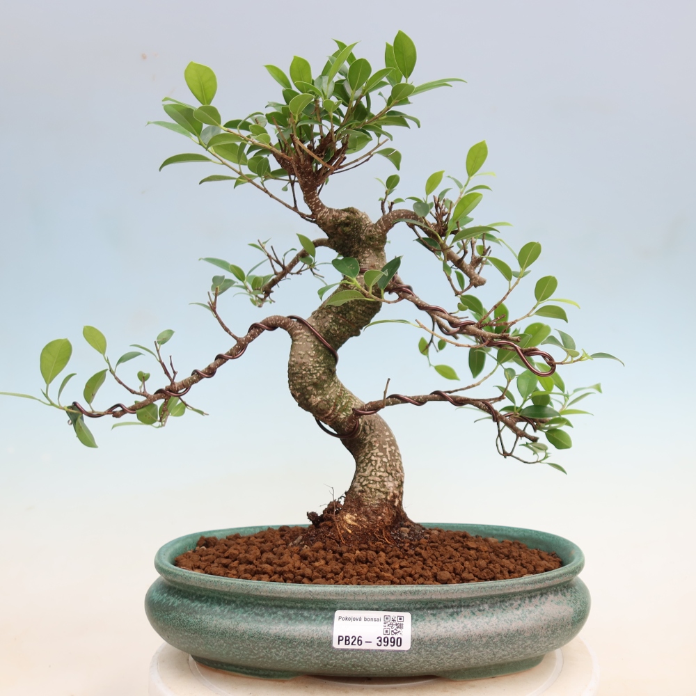Salle bonsaï - Ficus kimmen - ficus à petites feuilles