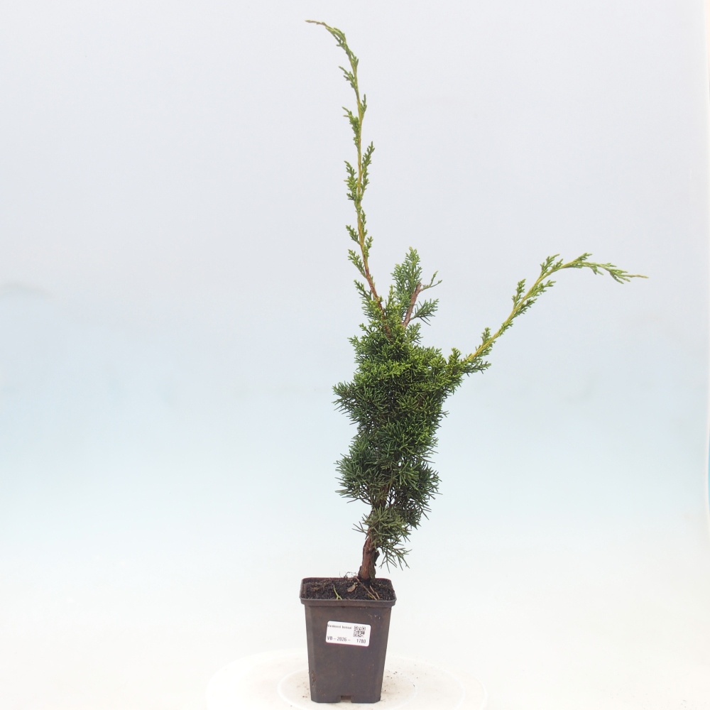 Bonsaï d'extérieur - Juniperus chinensis Kishu