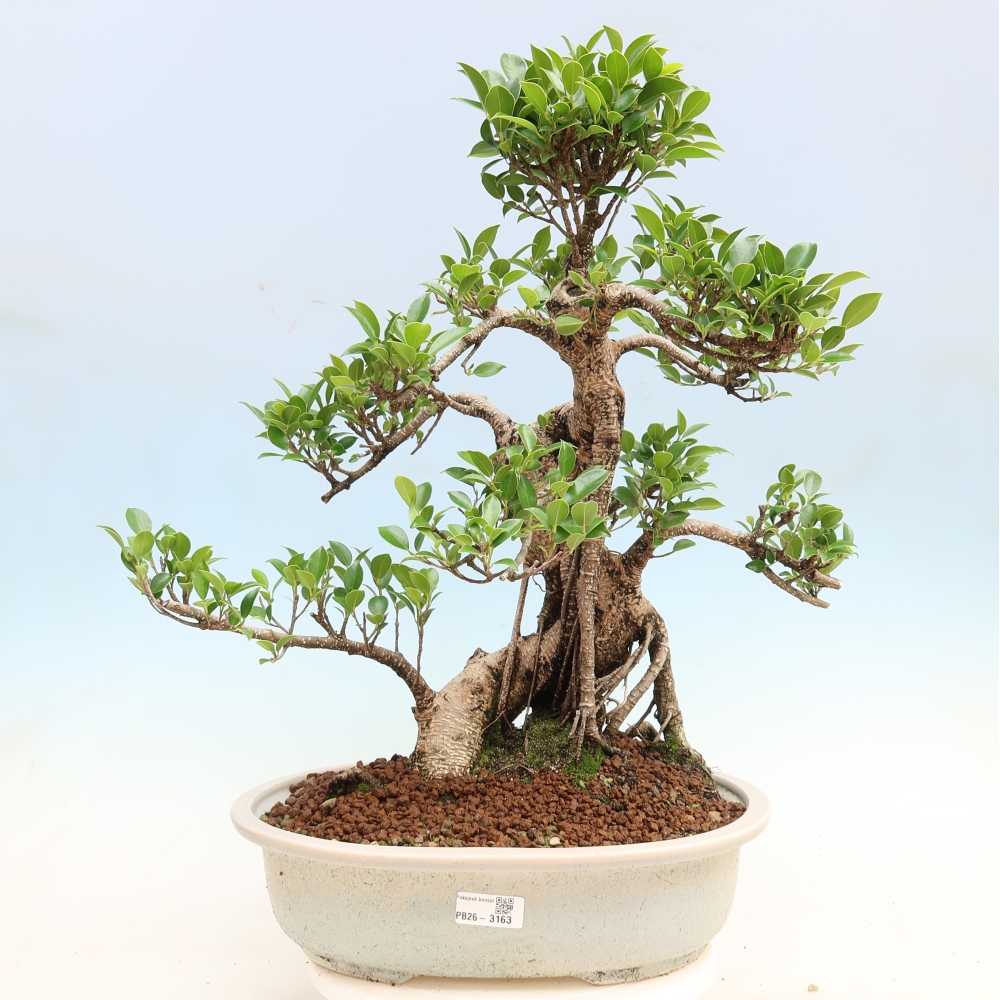 Salle bonsaï - Ficus kimmen - ficus à petites feuilles