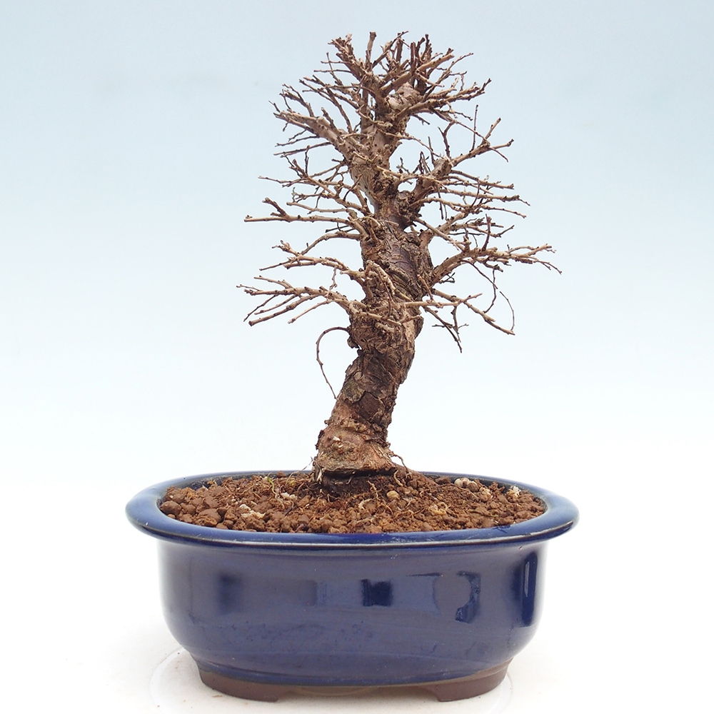 Bonsaï d'extérieur - Zelkova - Zelkova NIRE