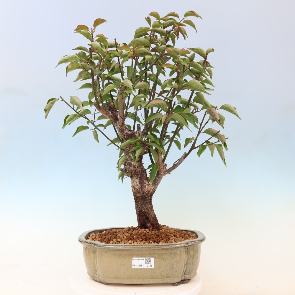 Bonsaï d'extérieur - Abricotier japonais - Prunus Mume
