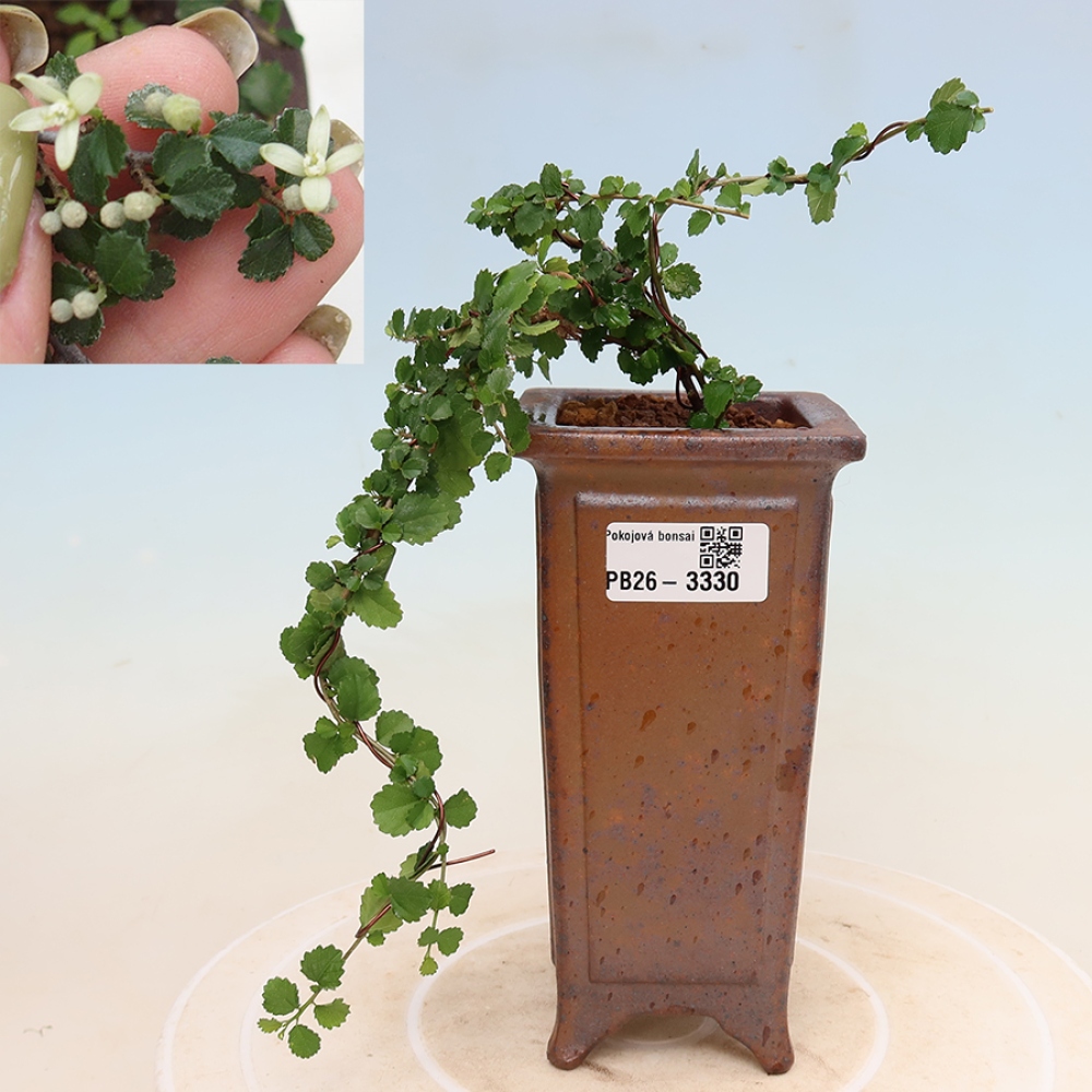 Bonsaï de chambre - Grewia sp. - Grewia malafolia