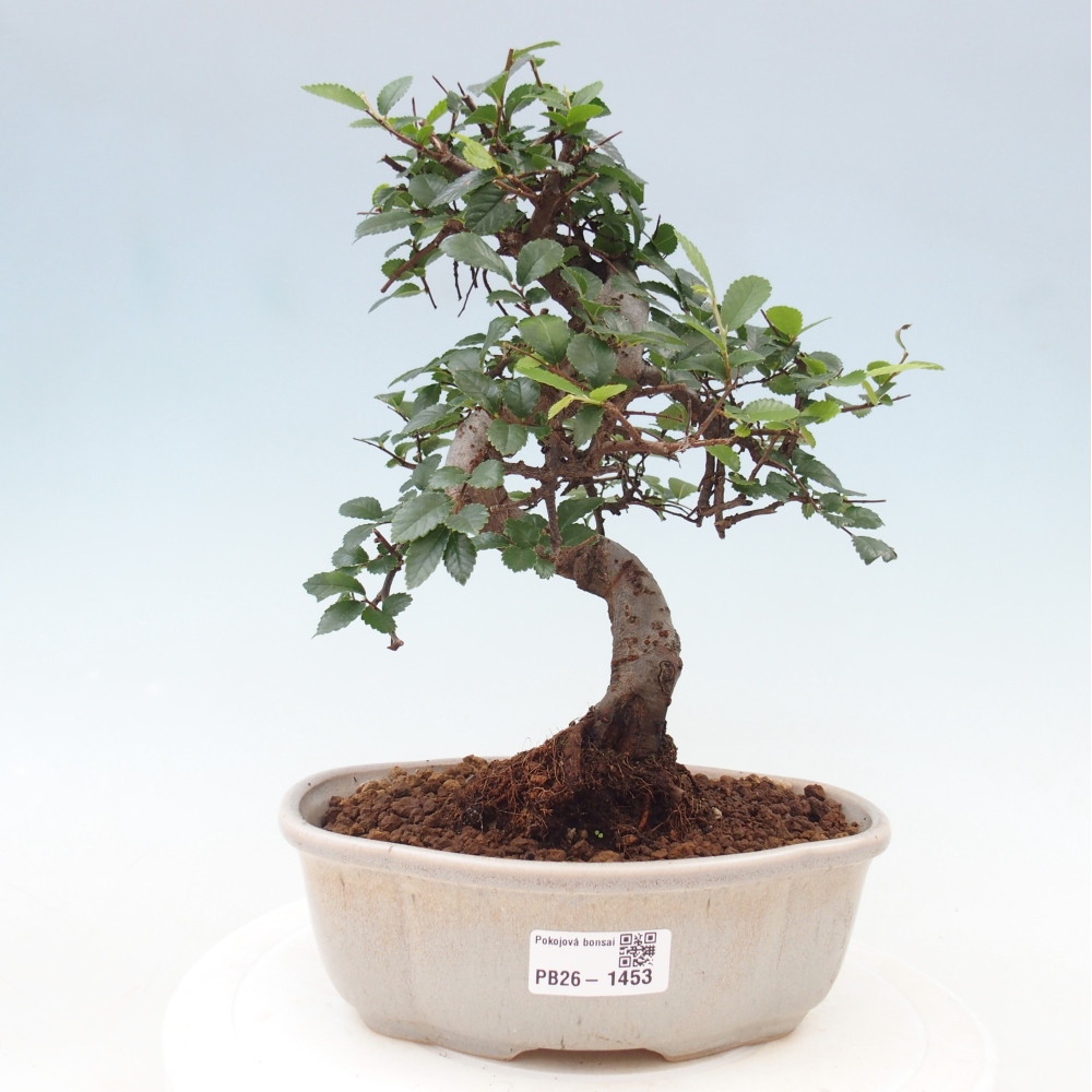 Bonsaï de chambre - Ulmus parvifolia - Orme à petites feuilles