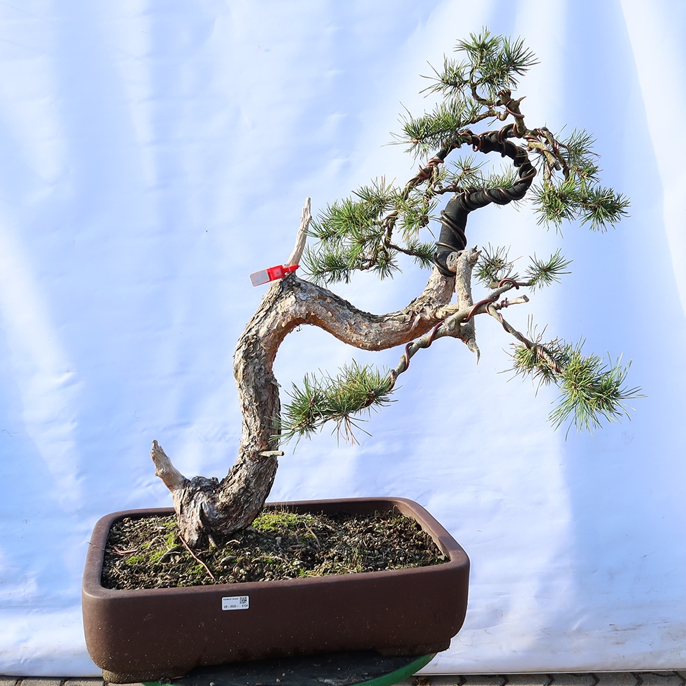 Pinus sylvestris Espagne - pin sylvestre