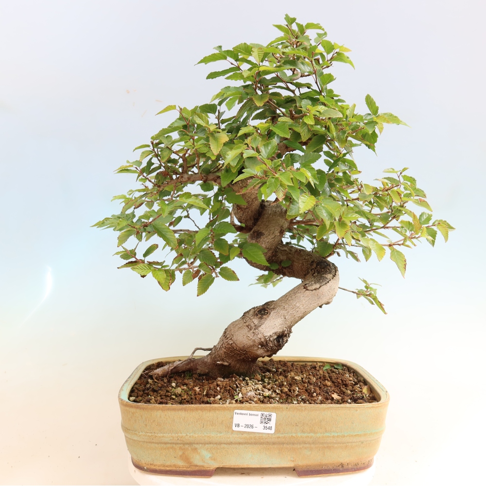 Bonsaï d'extérieur -Carpinus CARPINOIDES - Charme de Corée