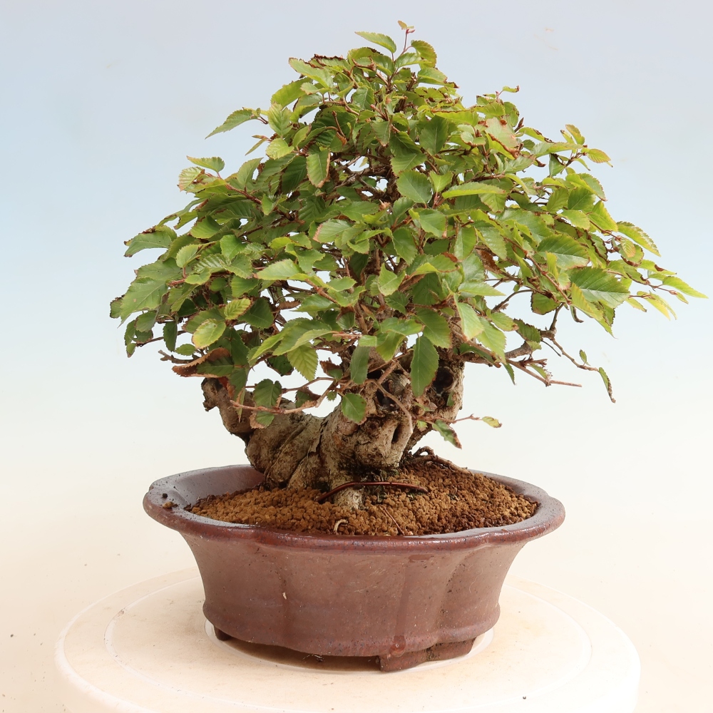 Bonsaï d'extérieur -Carpinus CARPINOIDES - Charme de Corée