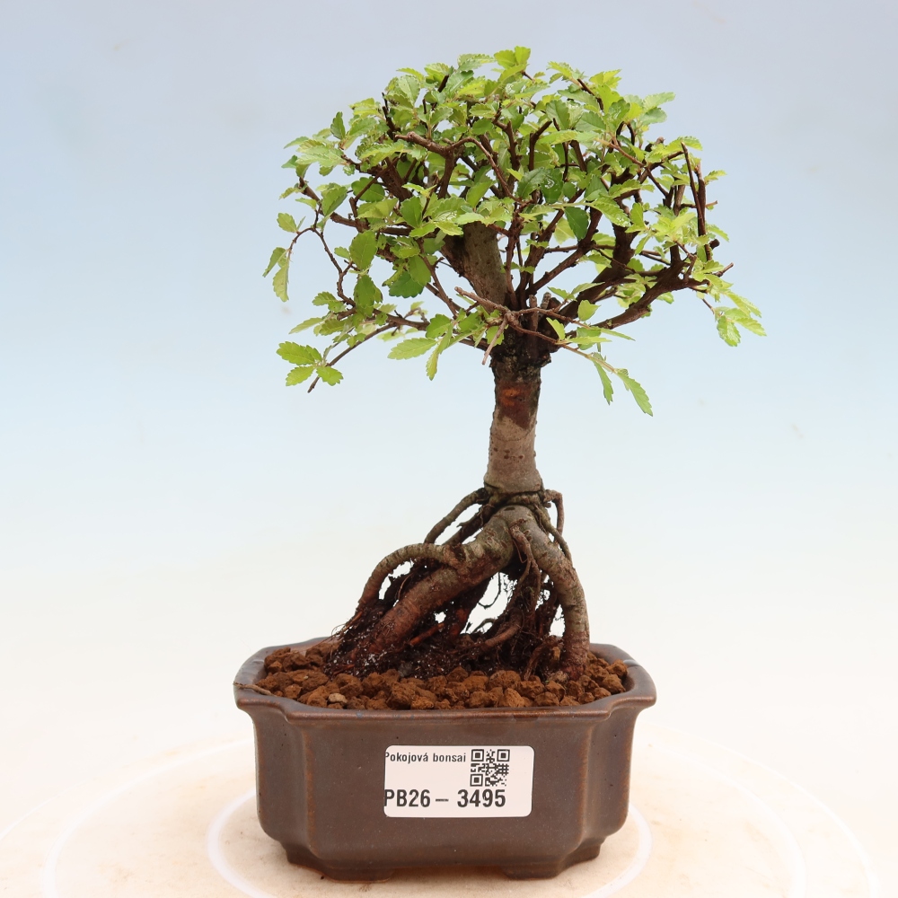 Bonsaï de chambre - Ulmus parvifolia - Orme à petites feuilles