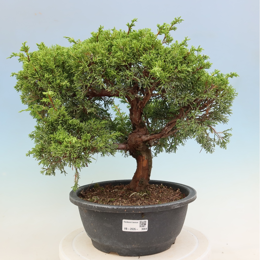 Bonsaï d'extérieur - Juniperus chinensis Itoigawa-Juniperus chinensis