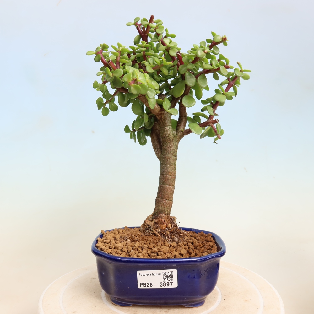 Bonsaï de chambre - Portulakaria Afra - Tlustice