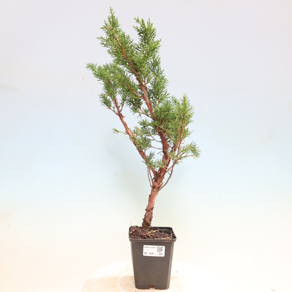 Bonsaï d'extérieur - Juniperus chinensis Kishu